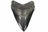 Serrated, Fossil Megalodon Tooth - Black Enamel #87091-1